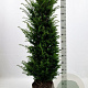 Taxus baccata 120-140 cm met kluit