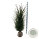 Taxus baccata 120-140 cm met kluit