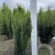 Taxus media 'Hillii' 60-80 cm met kluit