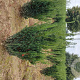 Taxus media 'Hillii' 60-80 cm met kluit