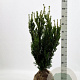 Taxus media 'Hillii' 60-80 cm met kluit