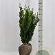 Taxus media 'Hillii' 60-80 cm met kluit