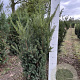 Taxus media 'Hillii' 80-100 cm met kluit