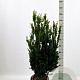 Taxus media 'Hillii' 80-100 cm met kluit