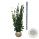 Taxus media 'Hillii' 80-100 cm met kluit