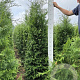 Thuja occ. 'Brabant' 180-200 cm met kluit