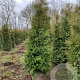 Thuja occ. 'Brabant' 180-200 cm met kluit