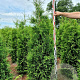 Thuja occ. 'Brabant' 180-200 cm met kluit