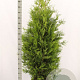 Thuja occ. 'Brabant' 180-200 cm met kluit