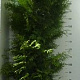 Thuja occ. 'Brabant' 200-225 cm 20L