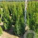 Thuja occ. 'Smaragd' 80-100 cm met kluit
