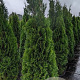 Thuja occ. 'Smaragd' 175-200 cm 20L