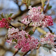 Viburnum bodnantense 'Aberconway' 150-175 cm 50L