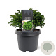 Cryptomeria j. 'Green Pearl' 20-25 cm 3,0L
