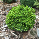 Cryptomeria j. 'Green Pearl' 20-25 cm 3,0L