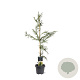 Cryptomeria j. 'Rasen' 80-100 cm 5,0L