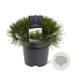 Pinus mugo subsp. mugo 25-30 cm 3,5L