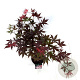 Acer pal. 'Bloodgood' 50-60 cm 4,5L