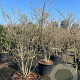 Amelanchier lamarckii 175-200 cm cont. 130L multi bol
