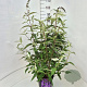 Buddleja d. 'Ile de France' 80-100 cm 10L