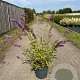 Buddleja d. 'Ile de France' 80-100 cm 10L