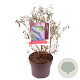 Buddleja d. 'Nanho Blue' 40-50 cm 5,0L