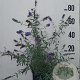Buddleja d. 'Nanho Blue' 60-80 cm 10L