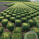 Buxus sempervirens 35 cm met kluit blok