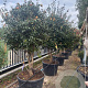 Camellia sasanqua 180-200 cm container meerstammig solitair