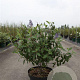 Ceanothus del. 'Henri Défossé' 60-80 cm 10L