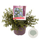 Ceanothus thyrsiflorus repens 25-30 cm 5,0L