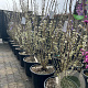 Cercis chinensis 'Shirobana' 125-150 cm 40L