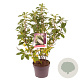 Clethra alnif. 'Hummingbird' 40-50 cm 3,0L