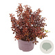 Coprosma r. 'Tequilla Sunrise' 15-20 cm 3,0L
