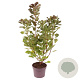 Cotinus cog. Flamissio 50-60 cm 30L