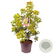 Cotinus cog. Golden Spirit 50-60 cm 7,5L