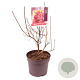 Cotinus cog. 'Royal Purple' 60 cm 7,5L