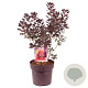 Cotinus cog. 'Royal Purple' 60-80 cm 20L