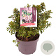 Escallonia laevis Showstopper 15-20 cm 3,0L