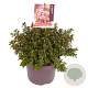 Escallonia 'Red Dream' 20-25 cm 5,0L