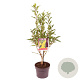 Forsythia int. 'Lynwood' 40-50 cm 3,0L