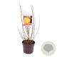 Forsythia int. Week-End 40-45 cm 7,5L