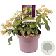 Hedera col. 'Fall Favourite' 30-40 cm 7,5L