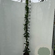 Hedera hel. 'Woerner' 170-200 cm 3,5L met stok