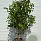 Heptacodium miconioides 200-250 cm cont. 90L meerstammig