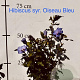 Hibiscus syr. 'Oiseau Bleu' 60-80 cm met kluit