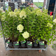 Hydrangea pan. 'Limelight' 40-50 cm 7,5L