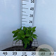 Hydrangea s. 'Bluebird' 25-30 cm 2,0L