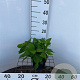 Hydrangea s. 'Bluebird' 25-30 cm 2,0L