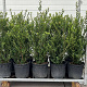 Ilex crenata 'Caroline Upright' 70-90 cm 9L